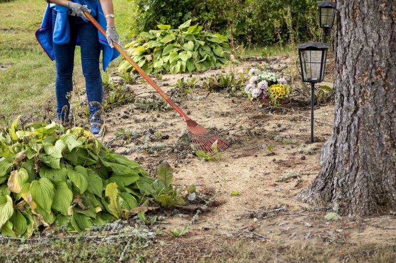 Undergrowth Removal in Katy, TX